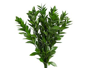 FOLHAGEM RUSCUS 040 CM