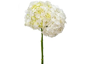 HORTENSIA FORCE 060 CM BRANCO