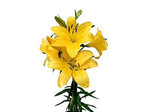 LIRIO EL DIVO 080 CM HT 2/3 FLS