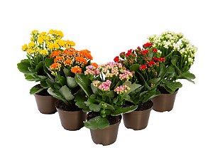 KALANCHOE DOBRADO P11