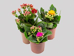 KALANCHOE DOBRADO MINI P06
