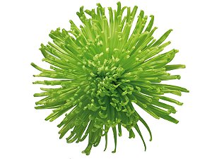 ANASTASIA DARK GREEN 080 CM VERDE