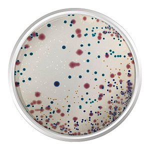 AGAR CROMOGENICO INFECÇOES DO TRATO URINARIO (UTIC) 500G - KASVI