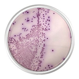 AGAR CROMOGENICO SALMONELLA 500G - KASVI