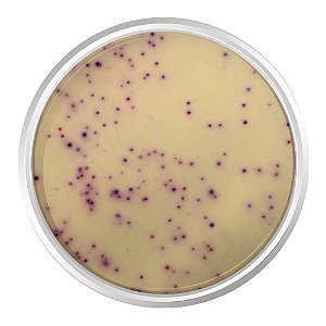 AGAR CROMOGENICO CONTAGEM DE PLACAS (PCA) 500G - KASVI