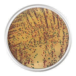 AGAR CROMOGENICO E.COLI ENTEROBACTERIA 500G - KASVI