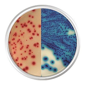 AGAR CROMOGENICO ESBL500G - KASVI