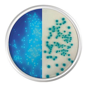 AGAR CROMOGENICO LAURIL SULFATO 500G - KASVI