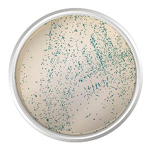 AGAR CROMOGENICO M-EI BASE 500G - KASVI