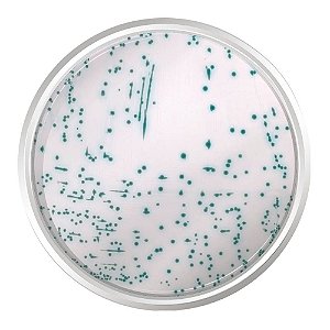 AGAR CROMOGENICO MRSA BASE 500G - KASVI