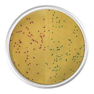 AGAR CROMOGENICO MRSA BASE MODIFICADO 500G - KASVI