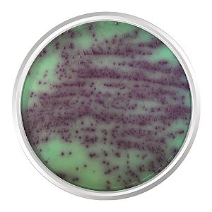 AGAR CROMOGENICO PSEUDOMONAS 500G - KASVI