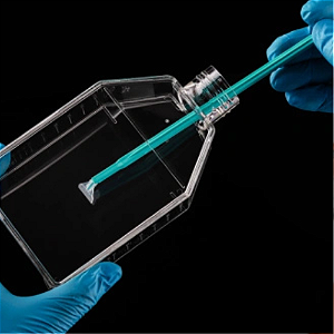 CELL SCRAPER 13MM ESTERIL - CX/100 - NEST