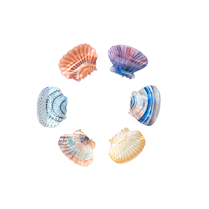 Prendedor De Cabelo Conchas 4cm