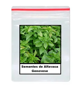 Sementes de Alfavaca Genovese 70 unidades