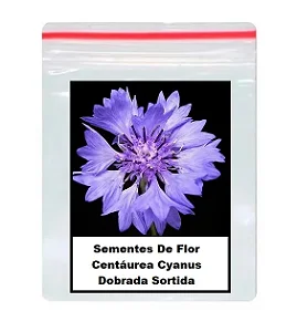 Sementes De Flor Centáurea Cyanus Dobrada Sortida 60 unidades
