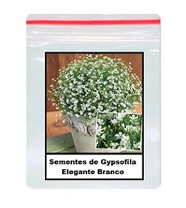 Sementes de Gypsofila Elegante Branco 50 unidades