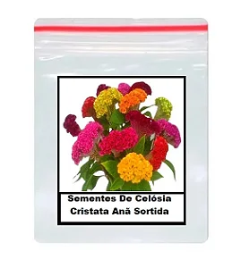 Sementes De Celósia Cristata Anã Sortida 30 unidades