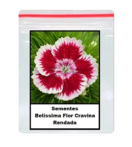 Sementes Da Belíssima Flor Cravina Rendada 180 unidades