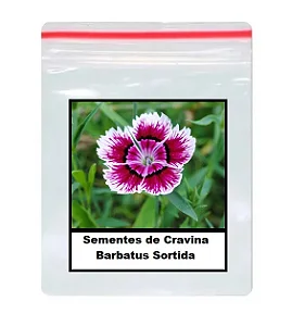 Sementes de Cravina Barbatus Sortida 100 unidades