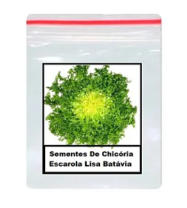 Sementes De Chicória Escarola Lisa Batávia 100 unidades