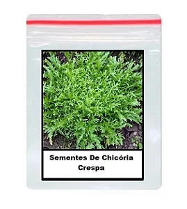 Sementes De Chicória Crespa 100 unidades