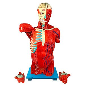 TORSO MUSCULAR 108CM, BISSEXUAL/ASSEXUADO,C/ORGAOS INTERNOS, EM 27 PARTES