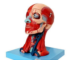 CABECA MUSCULAR COM CEREBRO, EM 10 PARTES