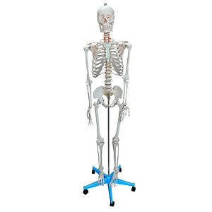 ESQUELETO PADRAO 170 CM COM SUPORTE E BASE COM RODAS