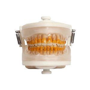 Manequim Top Periodontia II  PD103 - Pronew