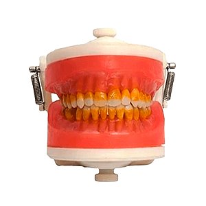Manequim de Cirurgia com Dentes de Periodontia PD110 - PRONEW