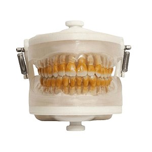 Manequim Top Periodontia I PD102 - PRONEW