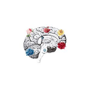 Sticker Brain Vera