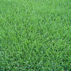 Grama Esmeralda - M²