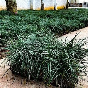 Grama Preta - Bandeja