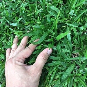 Grama São Carlos - M²