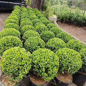 Buchinho Pequeno - Und