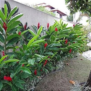 Planta Alpinea Vermelha
