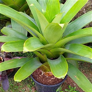Planta Bromelia Imperial Verde