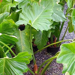 Planta Cara de Cavalo Androlato