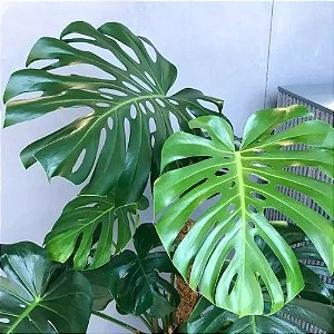 Planta Costela de Adão