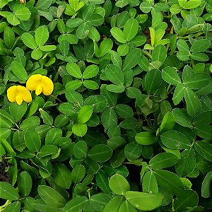 Grama Amendoim - Bandeja