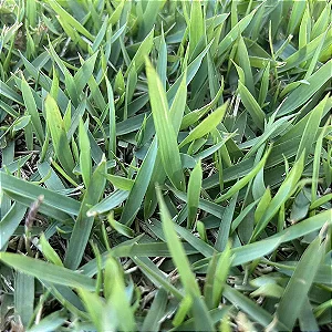 Grama Esmeralda (Acima de 100m²)