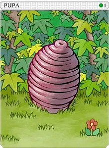 Pupa Card