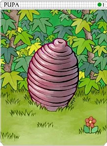 Pupa Card