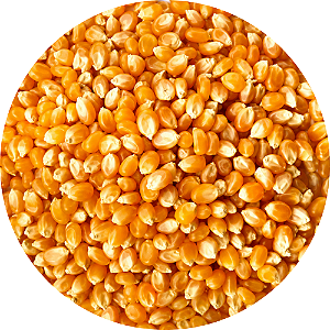 MILHO DE PIPOCA 1KG