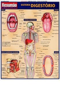 Livro Sistema Digestorio Resumao - Barros