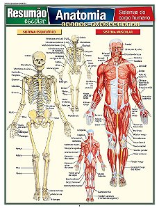 Livro Resumão Anatomia - Perez