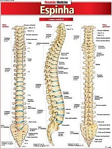 Livro Resumao Medicina - Espinha - Barros / Fisher