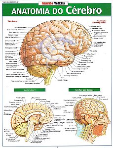 Livro Resumão: Anatomia do Cérebro - Perez - Barros